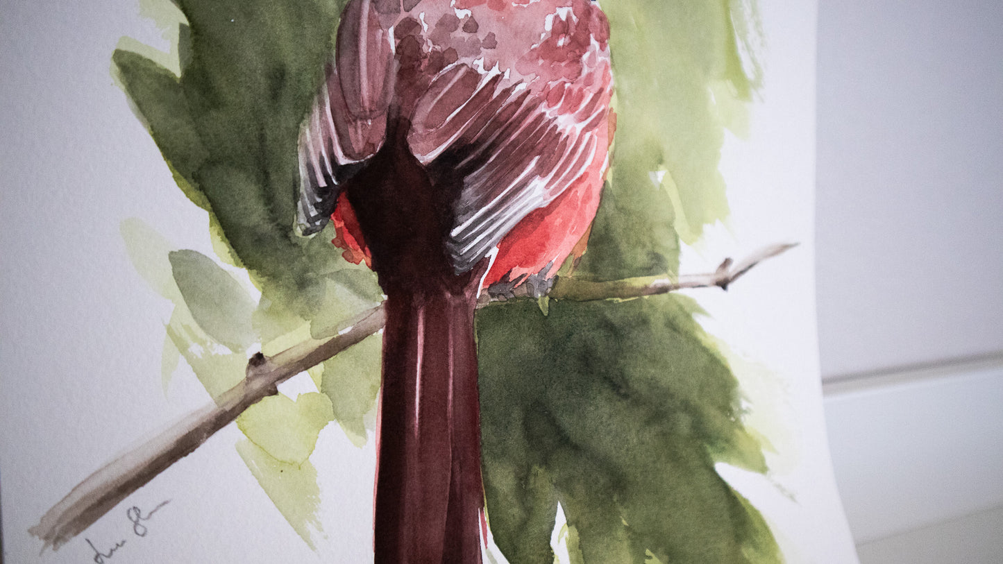 "Cardinal" original watercolor painting 21x30cm
