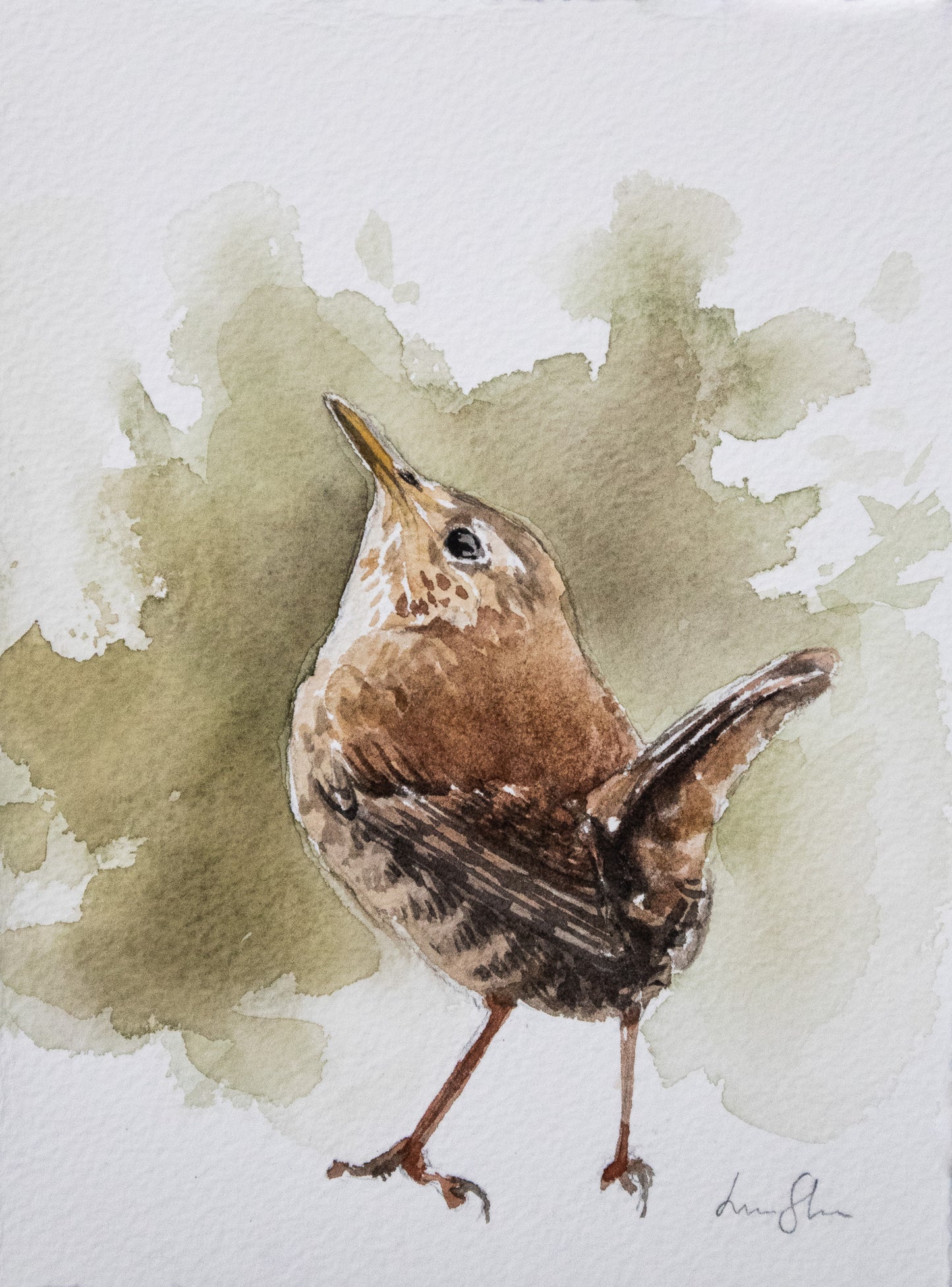 "Wren" original watercolor painting