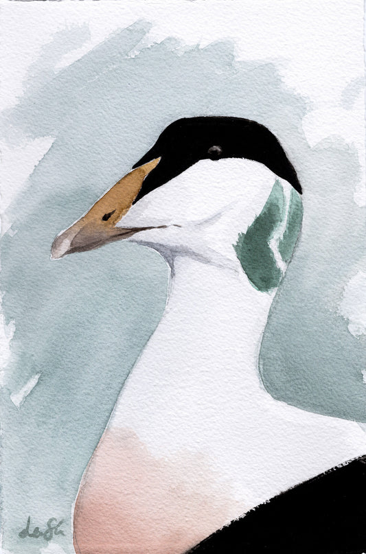 "Eider" original watercolor painting