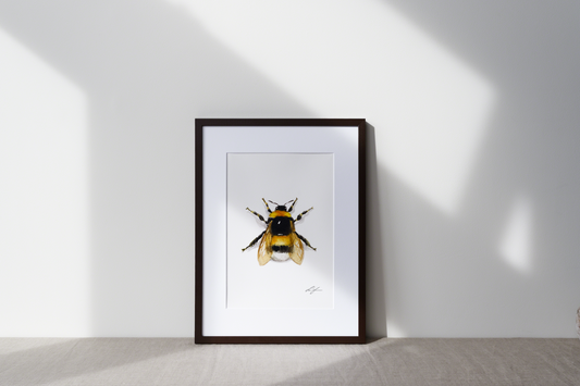 "Bumble bee" fine art print