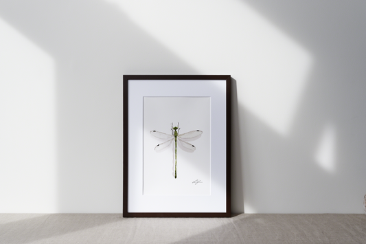 "Damselfly" fine art print