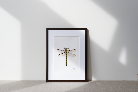 "Dragonfly" fine art print