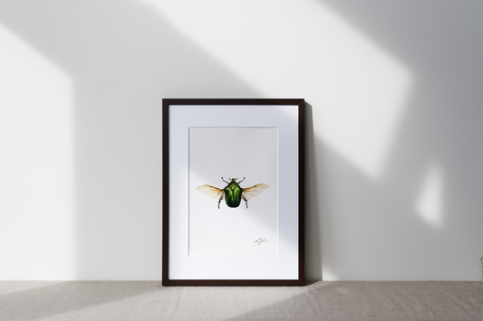 "Green rose chafer" fine art print