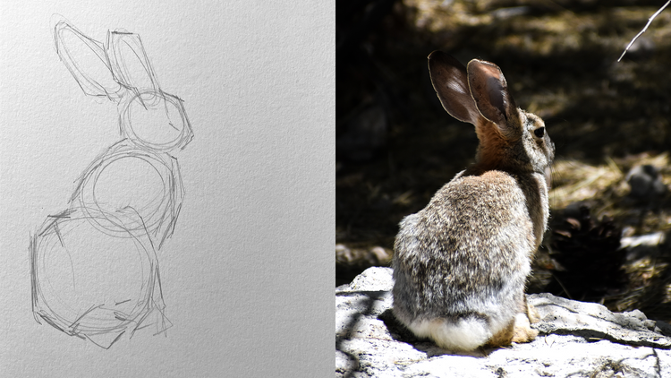 Pencil Sketching for Beginner Artists – Louise Stigell