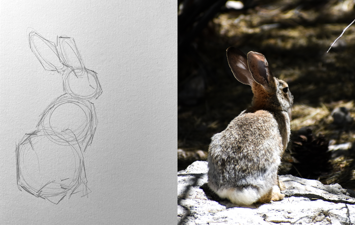 Basic Intense Animal Drawing Animal Drawing for Absolute Beginners – Louise Stigell