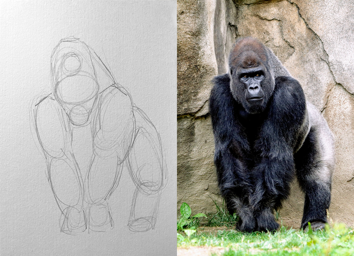 Basic Intense Animal Drawing Animal Drawing for Absolute Beginners – Louise Stigell