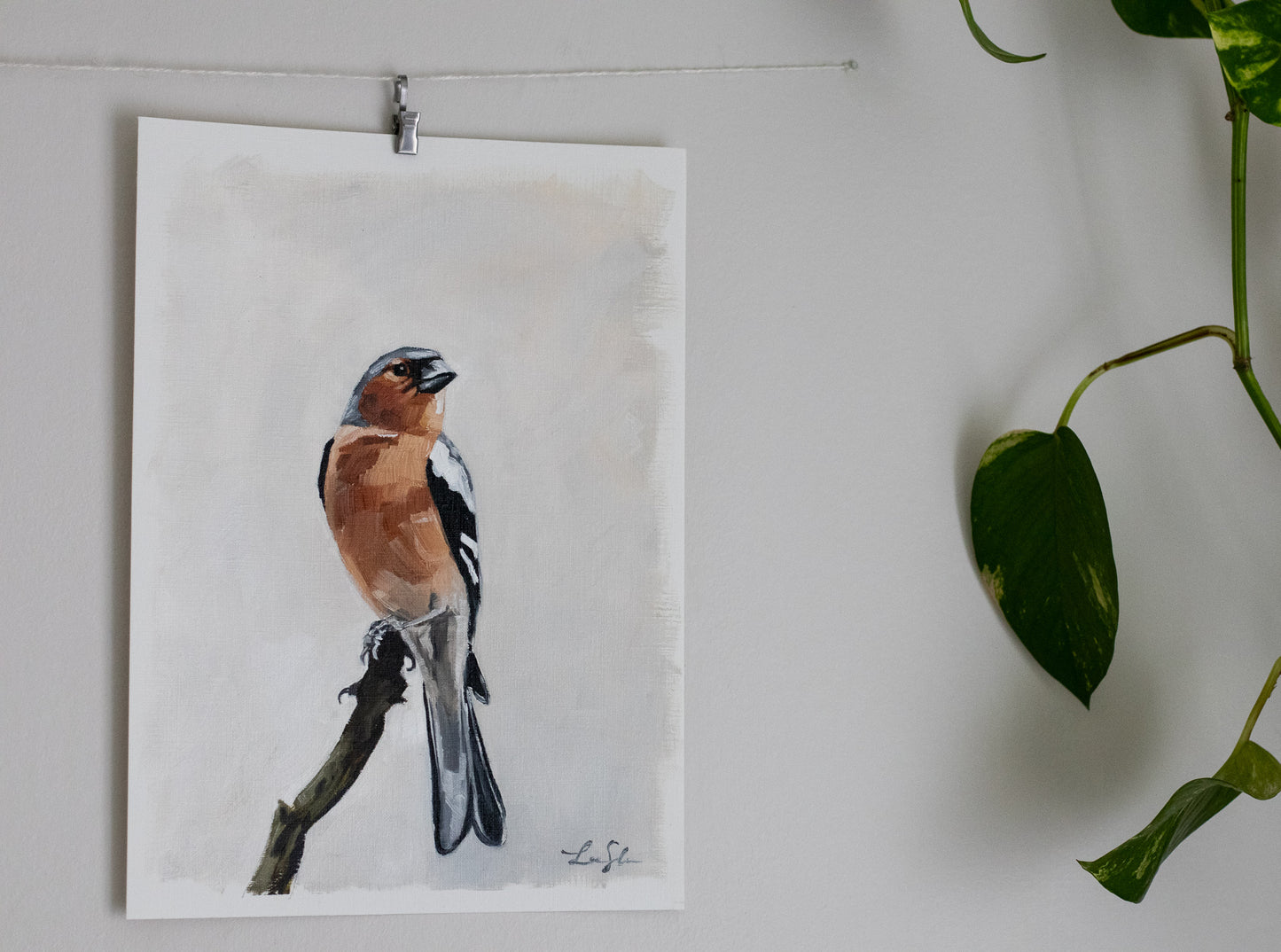 "Chaffinch" oil study on paper 24x33cm