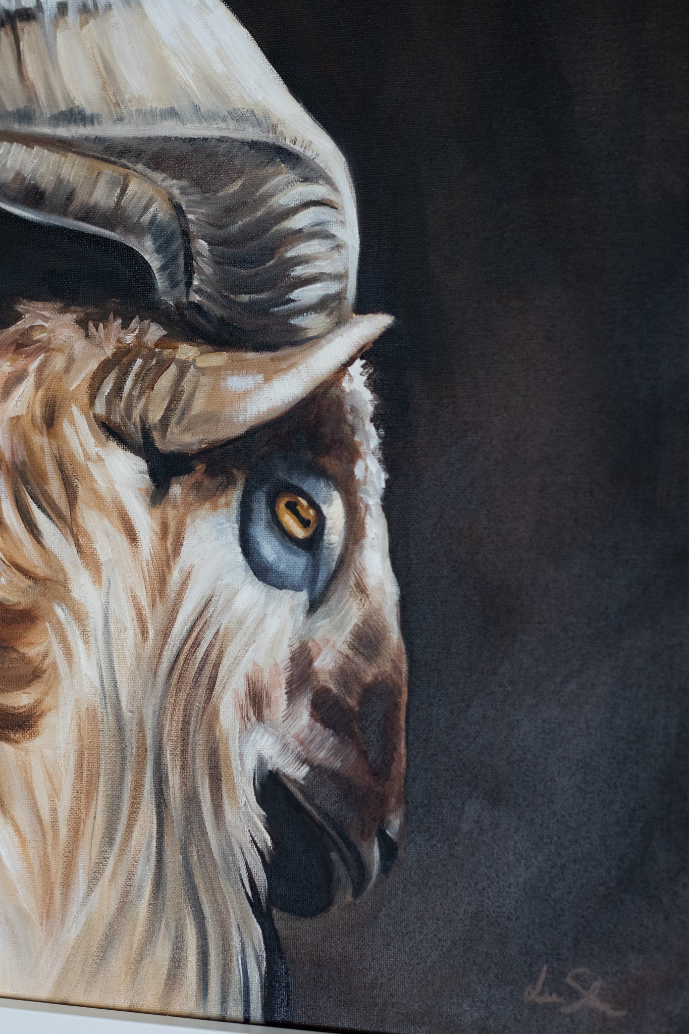 "Markhor goat" original oil painting 50x60cm