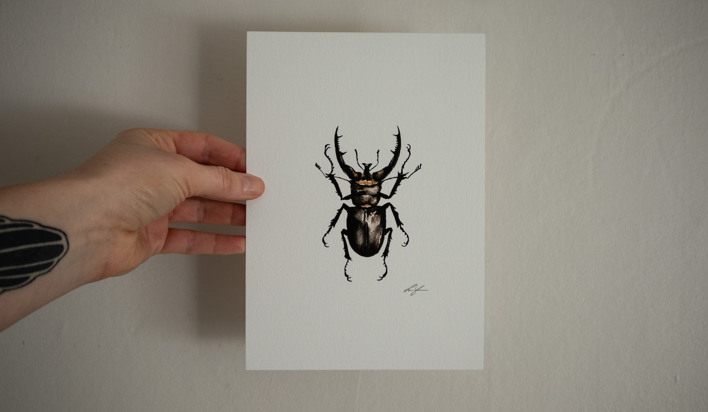 "Stag beetle" fine art print