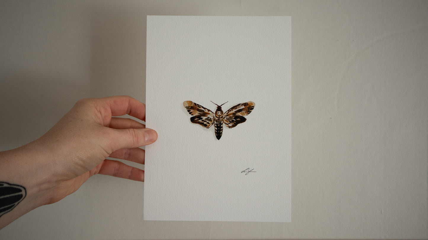 "Death's-head hawkmoth" fine art print