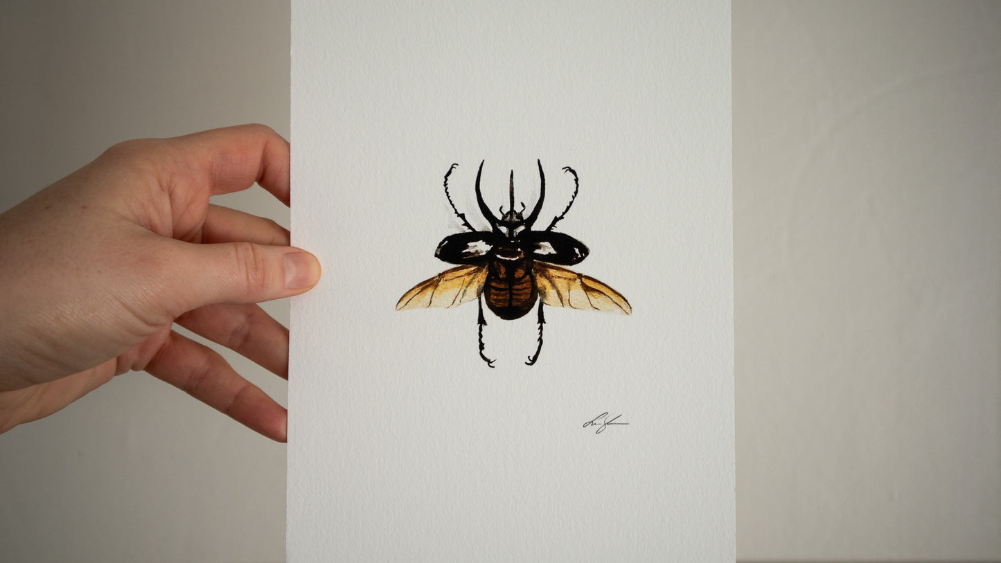 "Atlas beetle" fine art print