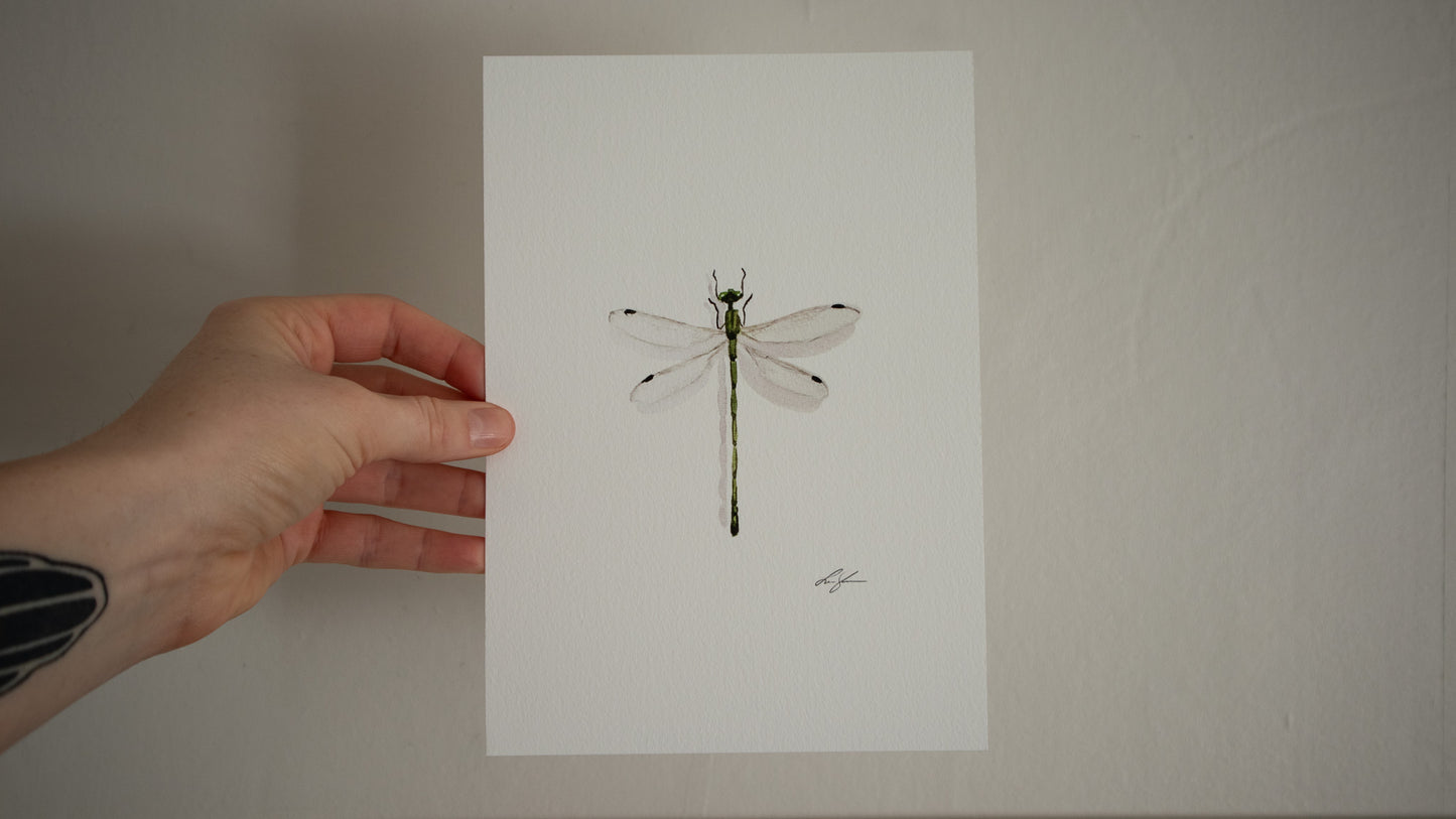 "Damselfly" fine art print