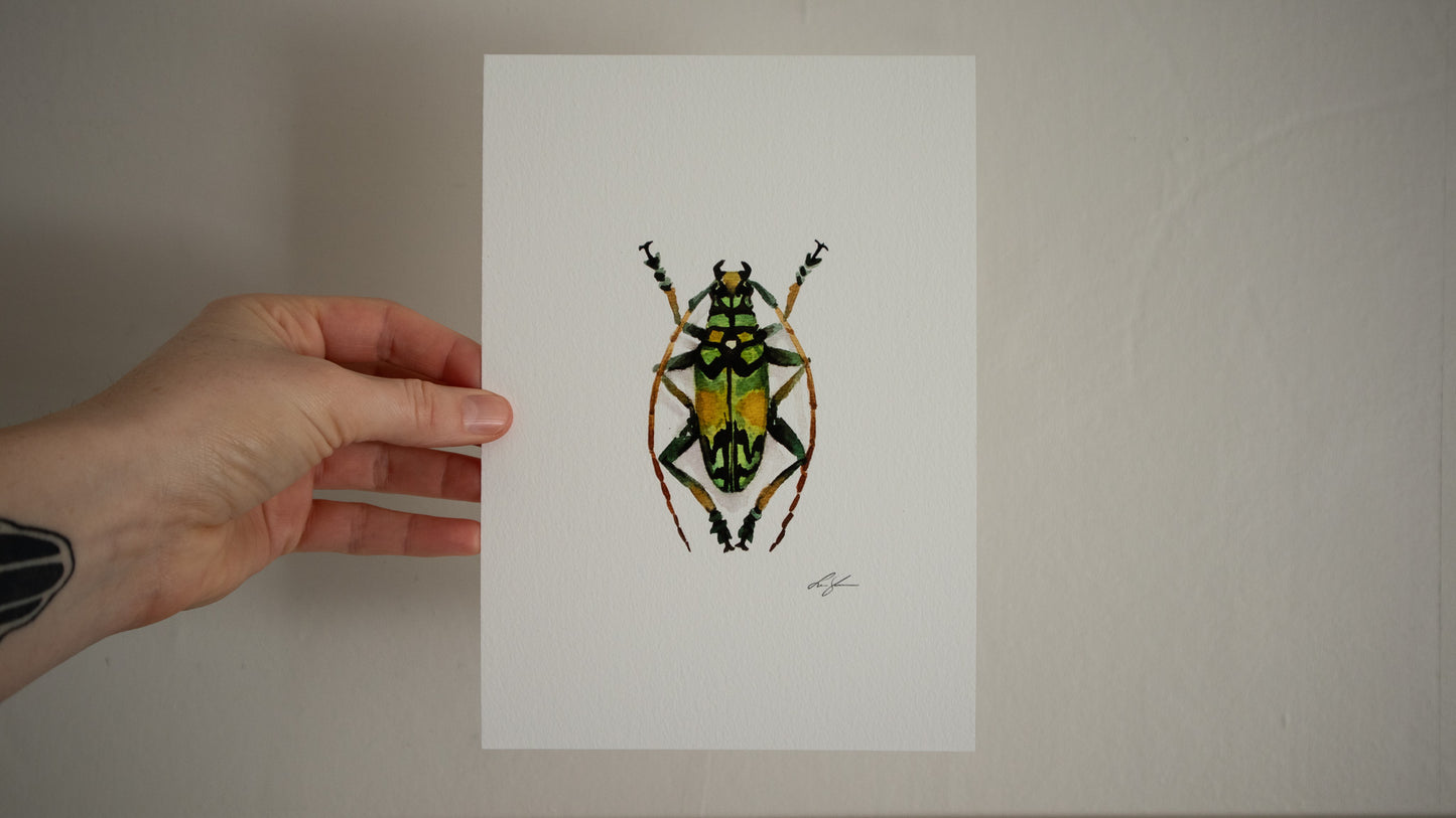 "Longhorned beetle" fine art print