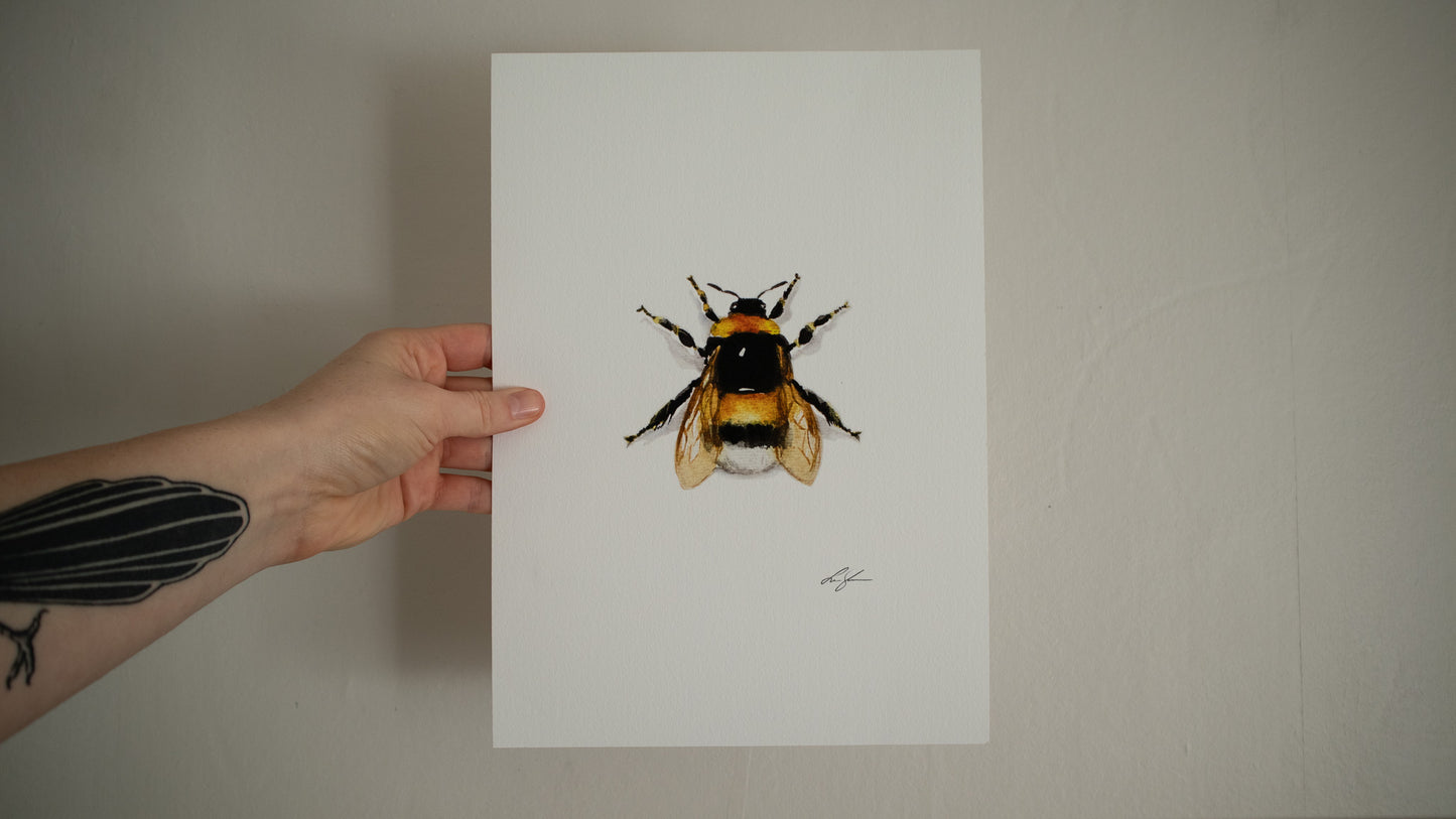 "Bumble bee" fine art print