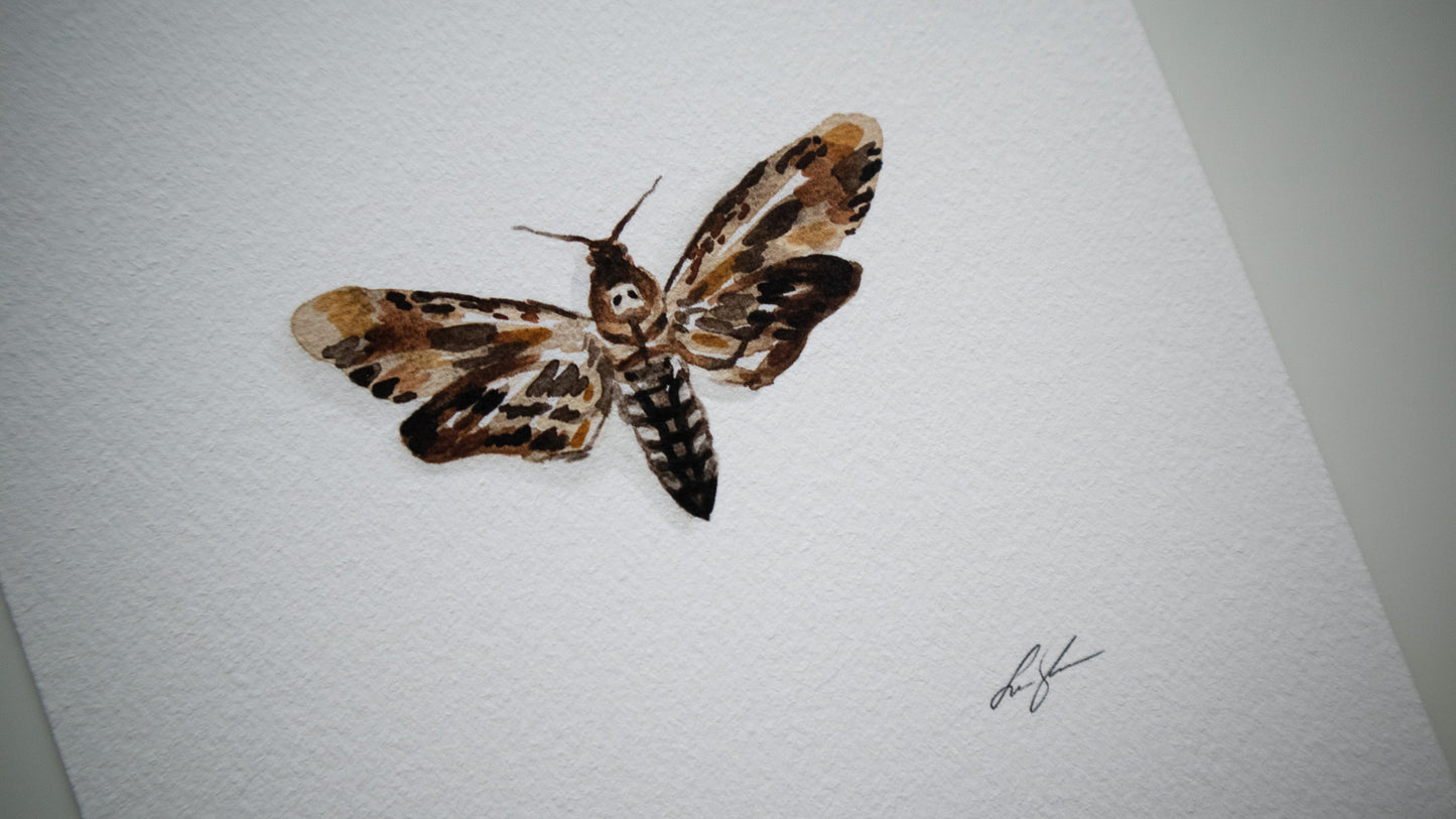 "Death's-head hawkmoth" fine art print