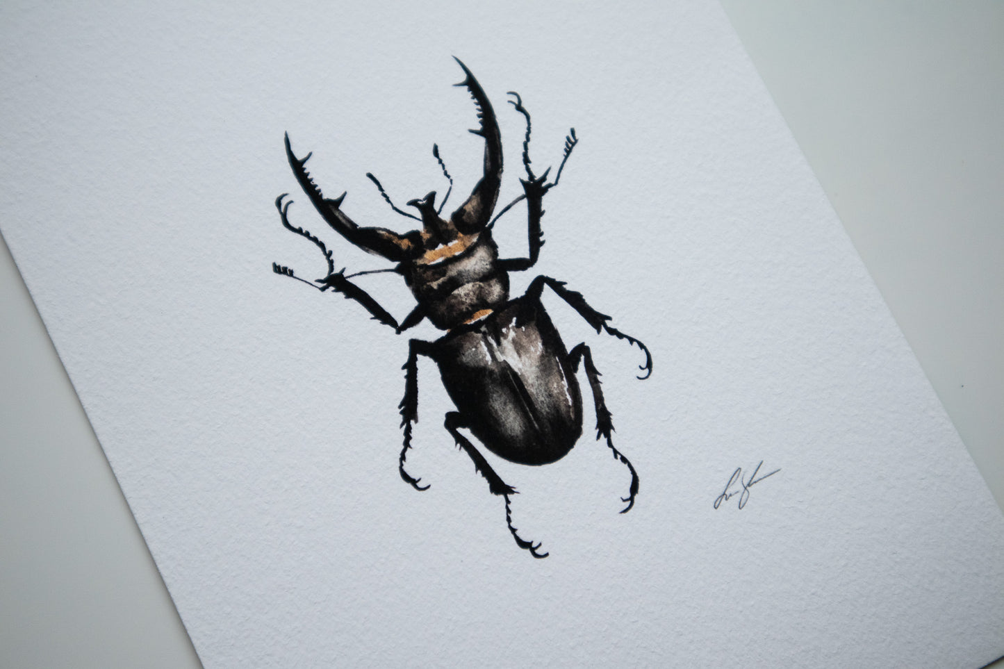 "Stag beetle" fine art print