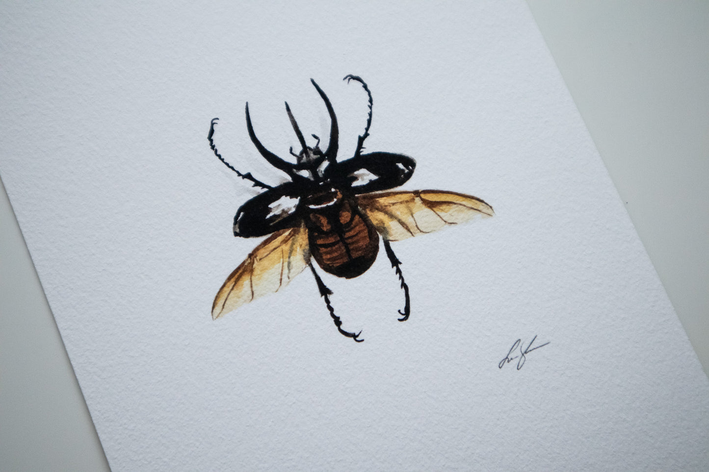 "Atlas beetle" fine art print