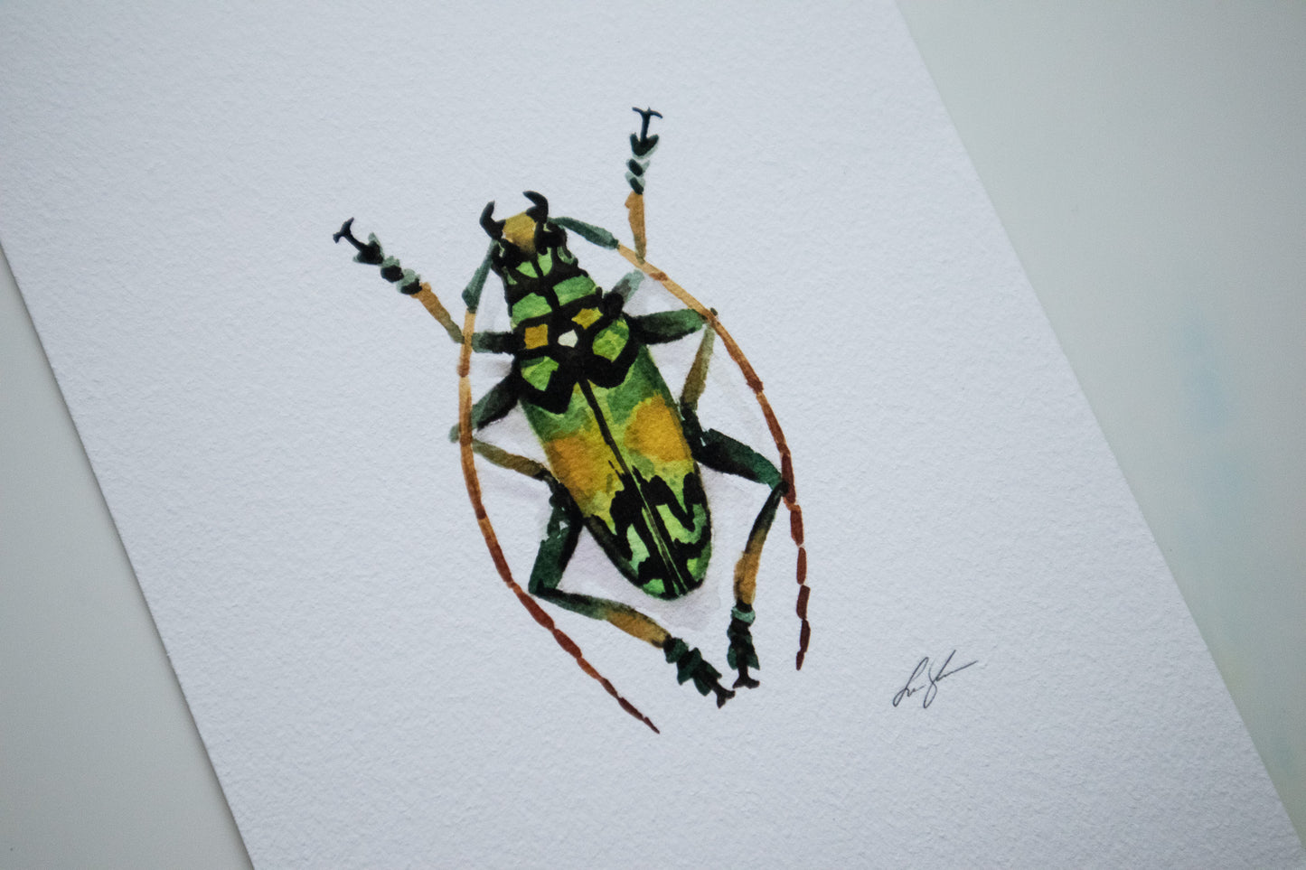 "Longhorned beetle" fine art print