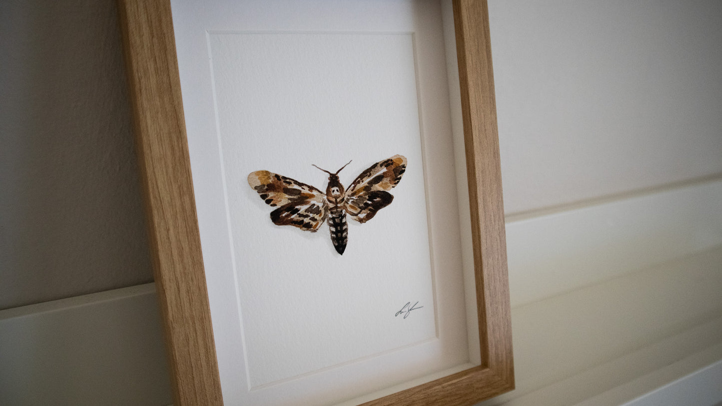 "Death's-head hawkmoth" fine art print