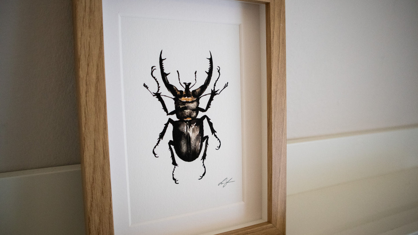 "Stag beetle" fine art print