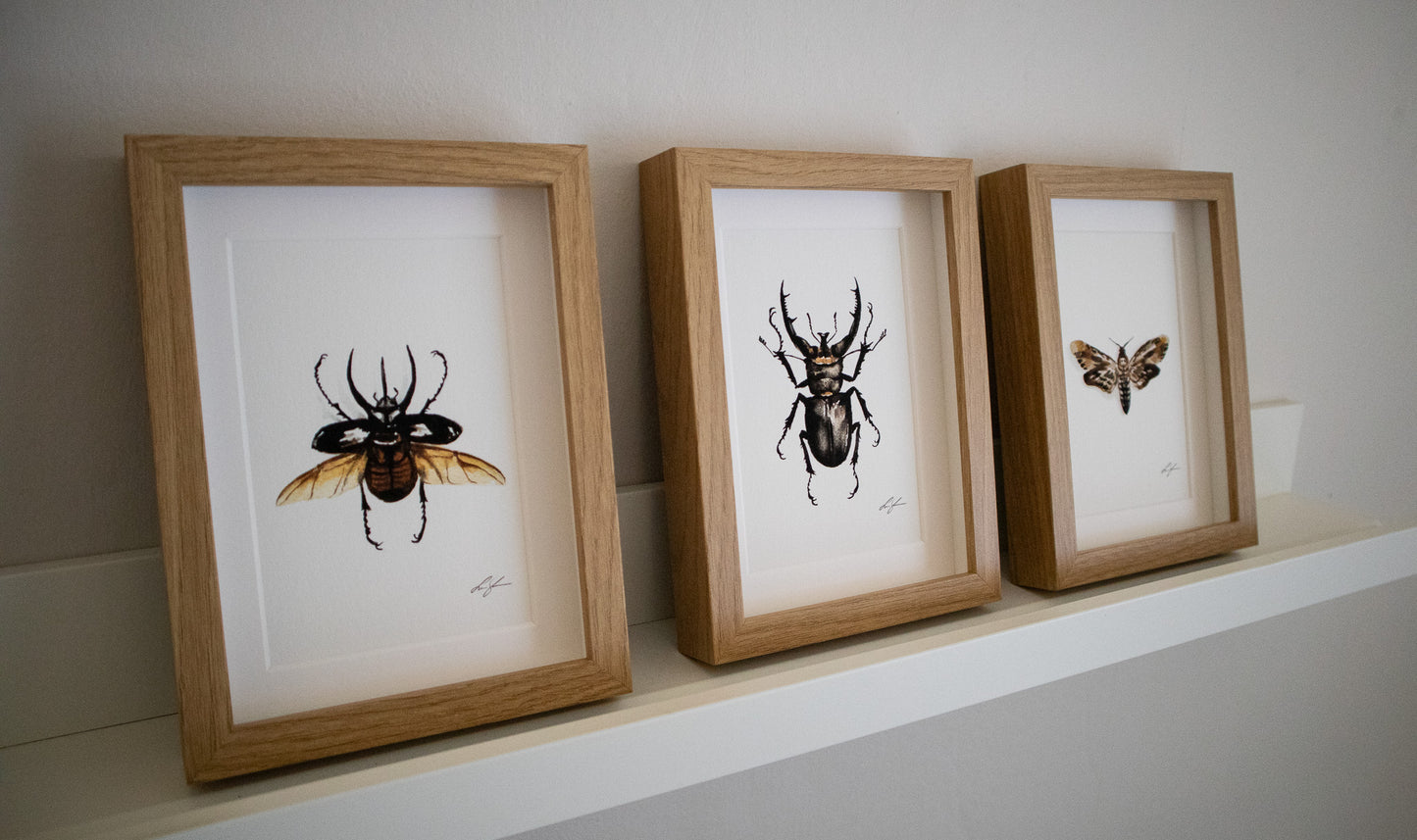 "Stag beetle" fine art print