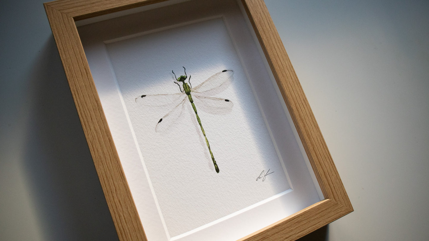 "Damselfly" fine art print