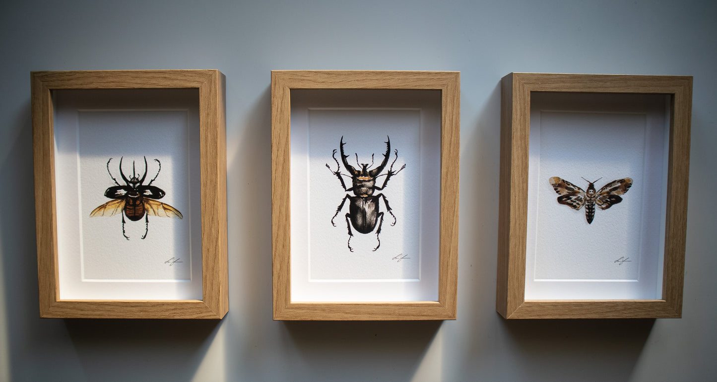 "Stag beetle" fine art print