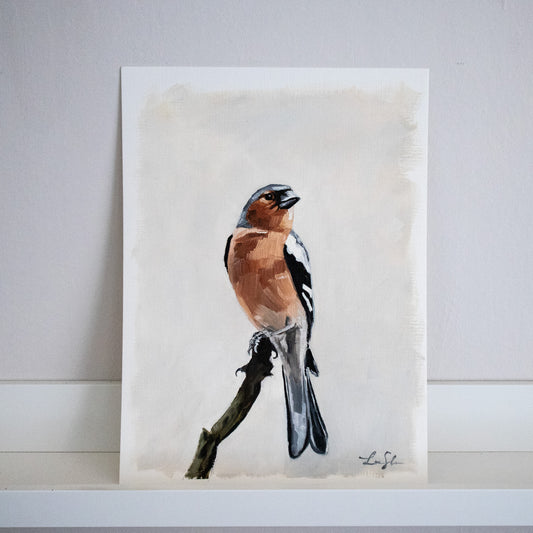 "Chaffinch" oil study on paper 24x33cm