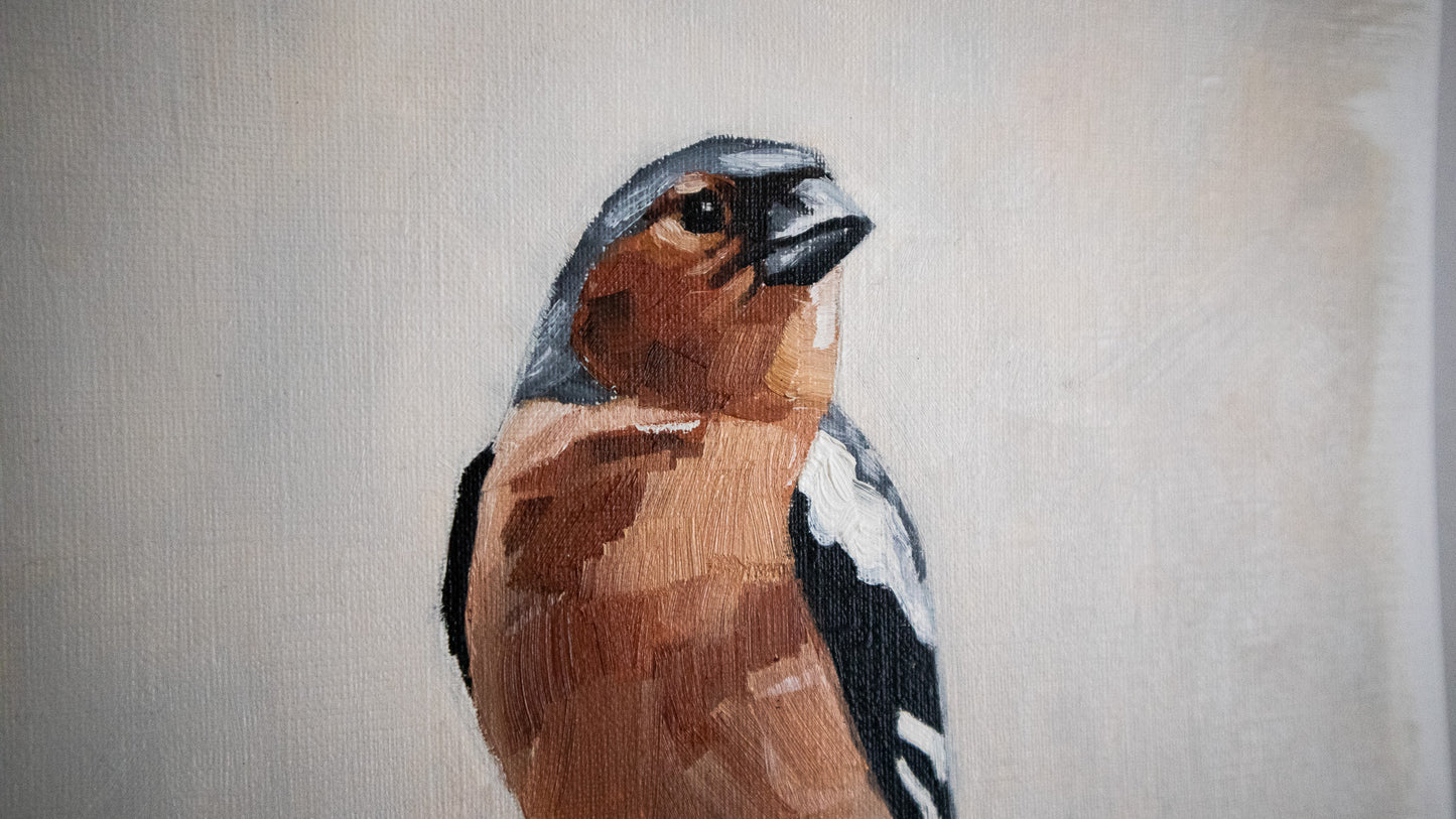 "Chaffinch" oil study on paper 24x33cm