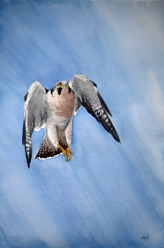 "Peregrin Falcon" original watercolor painting