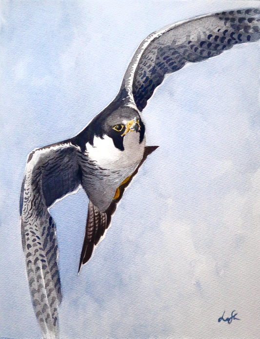"Peregrin Falcon" original watercolor painting