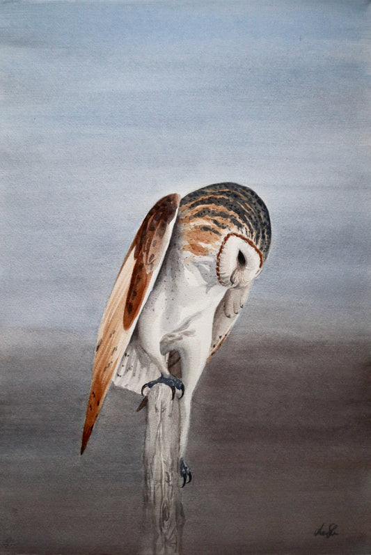 "Barn Owl" original watercolor painting