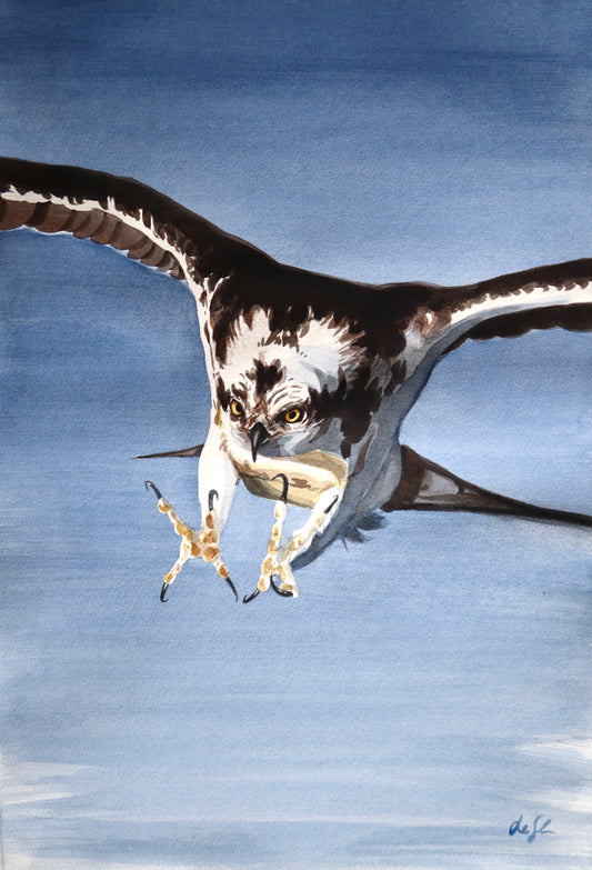 "Osprey" original watercolor painting