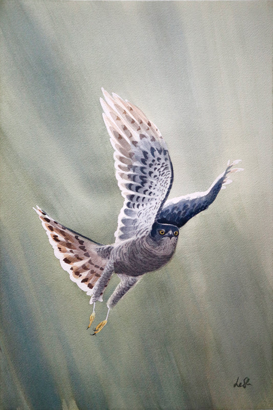 "Goshawk" original watercolor painting