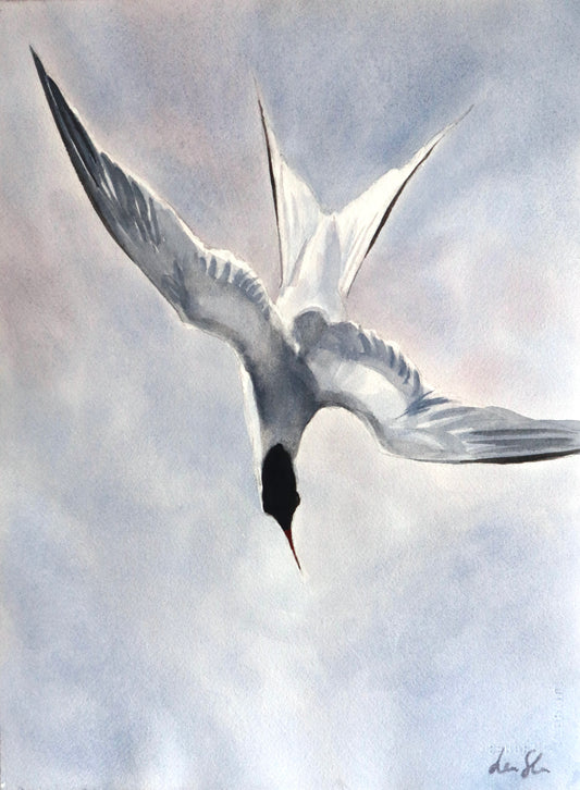 "Arctic tern" original watercolor painting