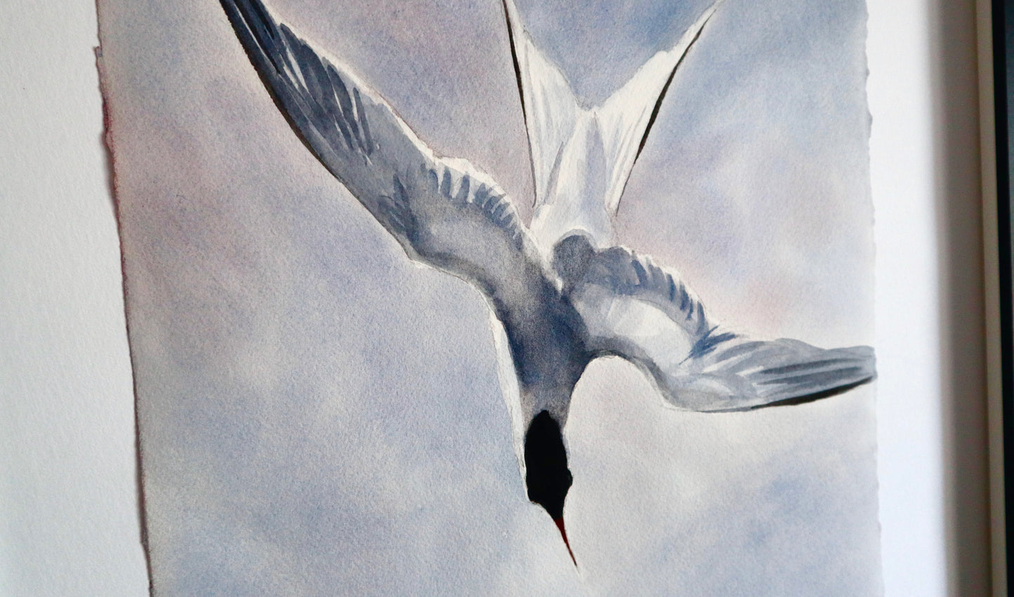 "Arctic tern" original watercolor painting