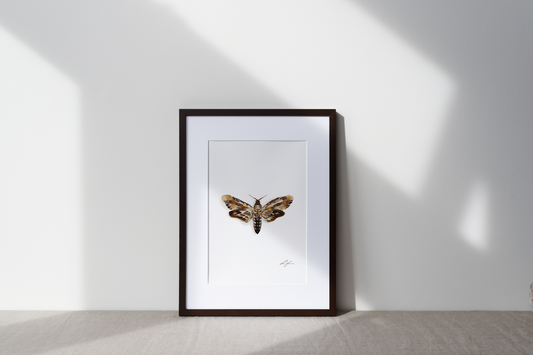 "Death's-head hawkmoth" fine art print