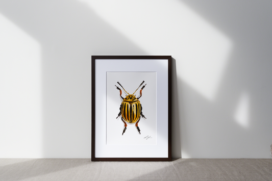 "Potato beetle" fine art print