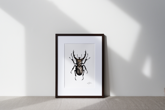 "Stag beetle" fine art print